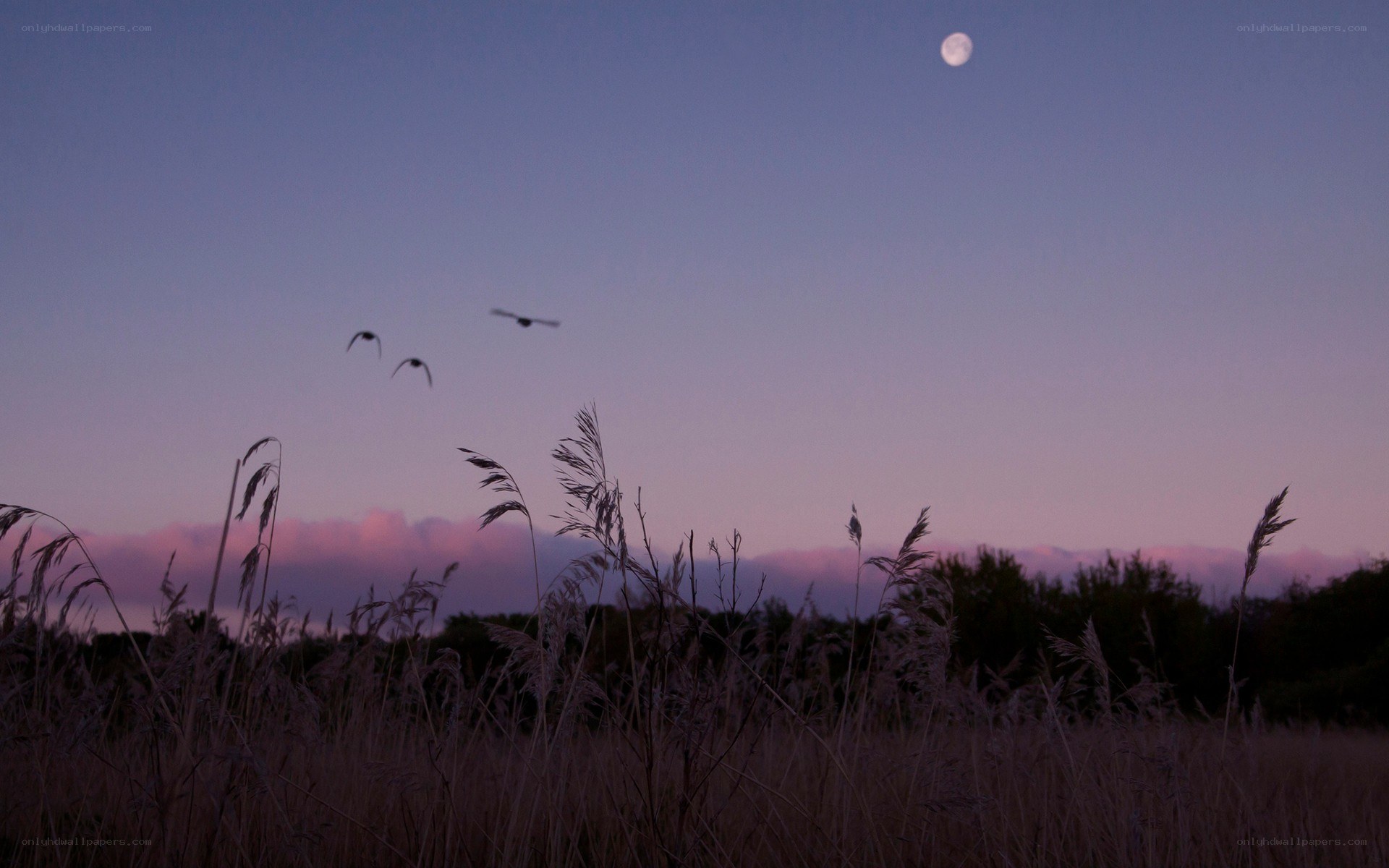 Moon over a field at dusk