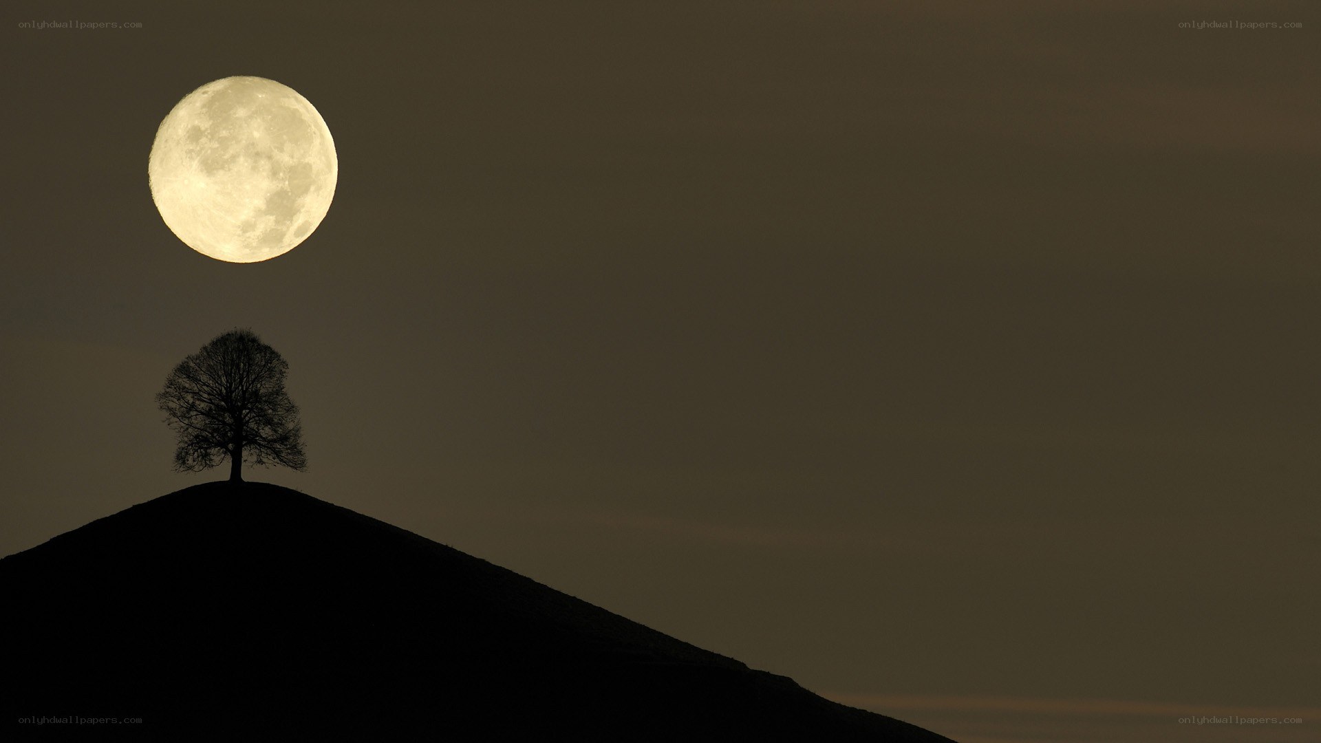 Moon over a lone tree