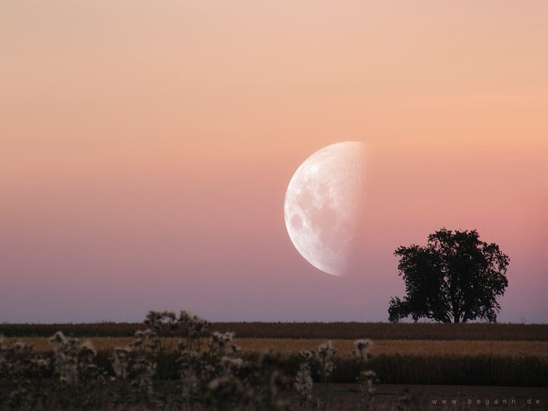 Moon over a solitary tree