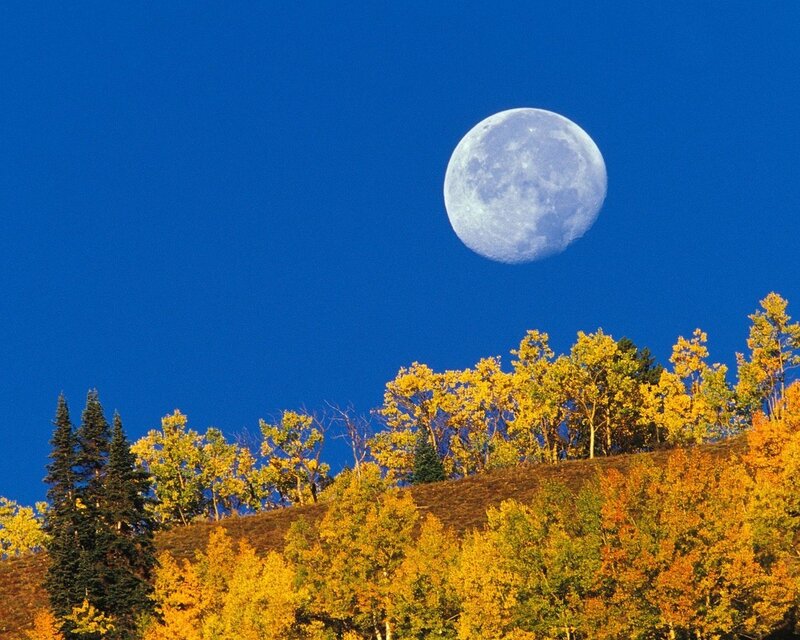 Moon over autumn trees