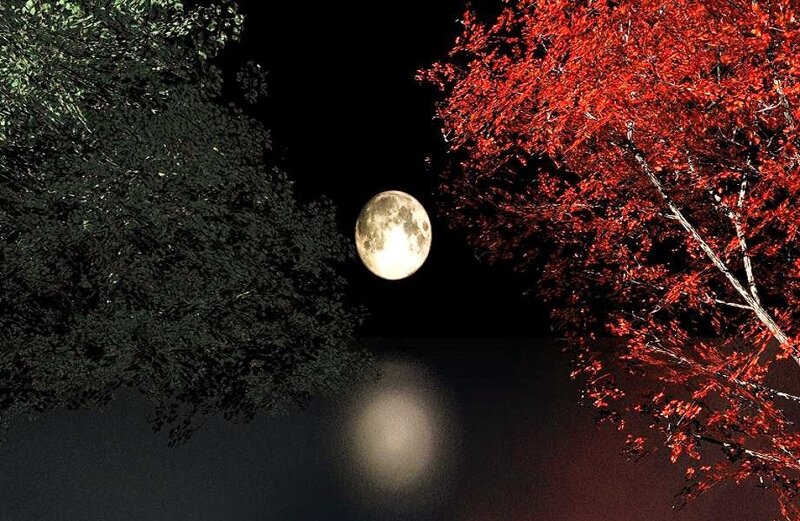 Moon over autumn trees