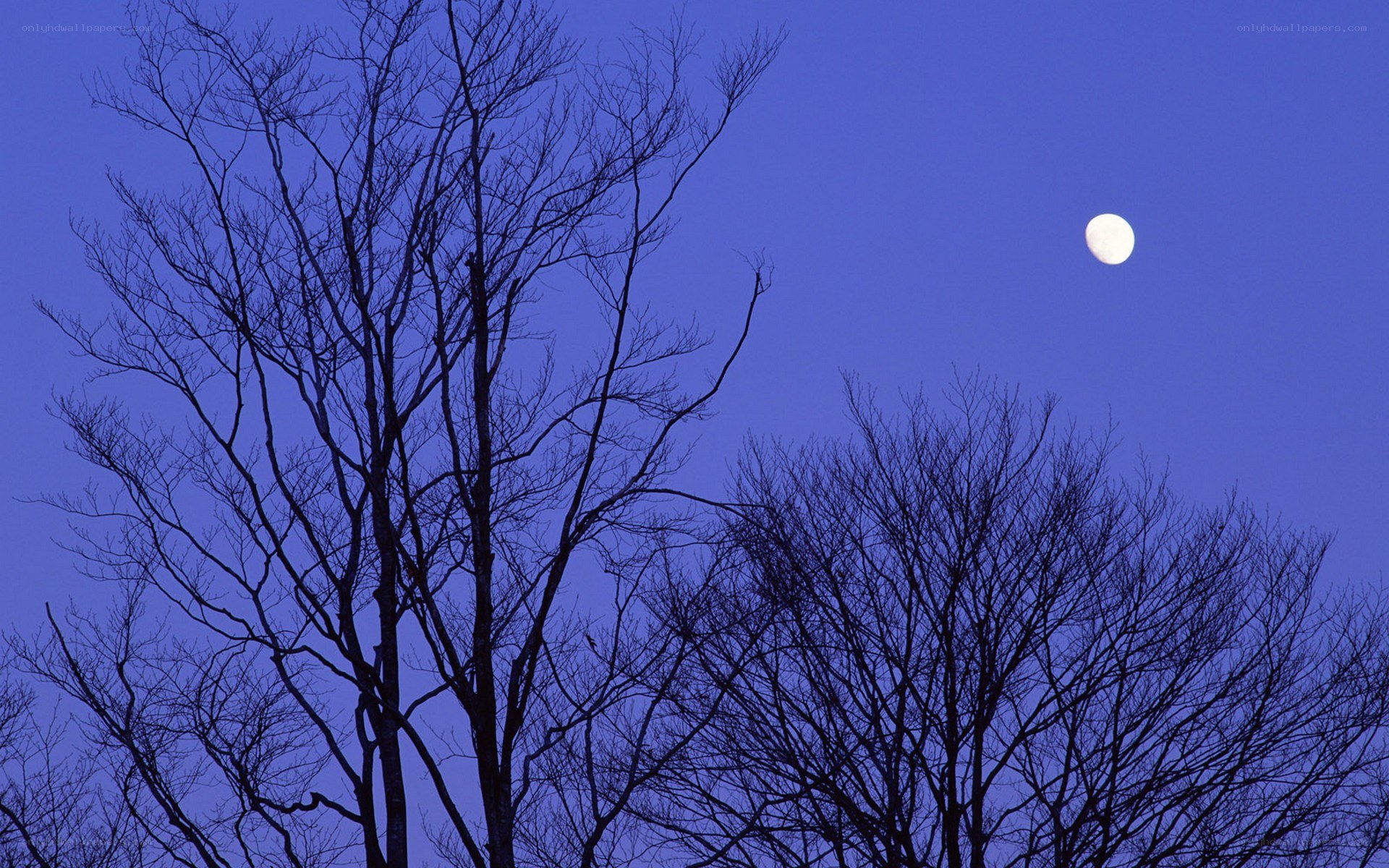 Moon over bare trees
