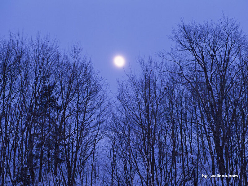 Moon over bare trees