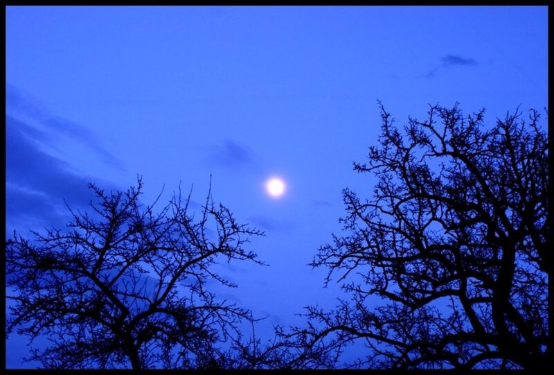 Moon over Bare Trees — Blue