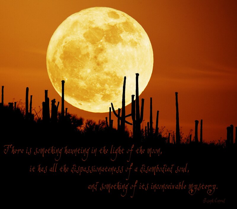 Moon over cacti landscape