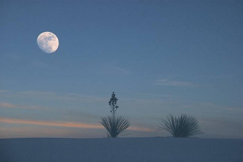 Moon over Desert Plants — Blue
