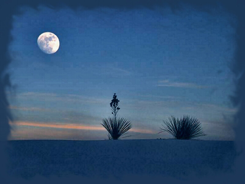 Moon over Desert Plants