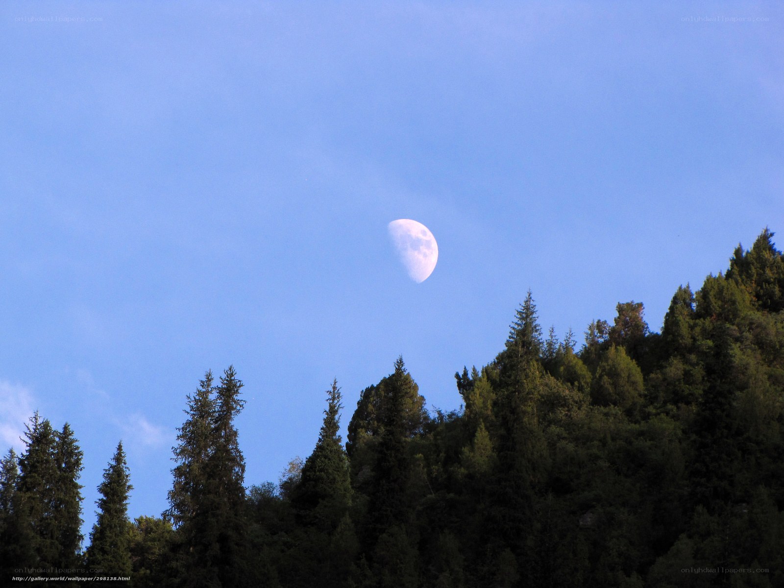 Moon over forest trees