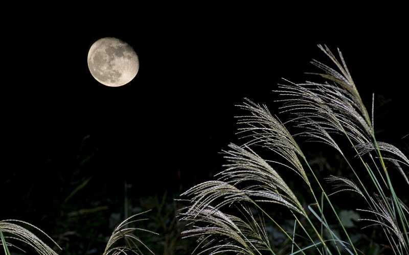Moon over grasses at night