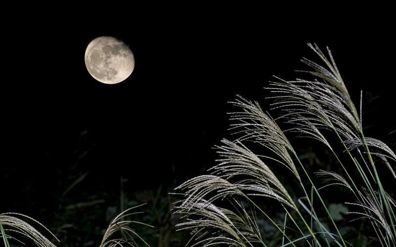 Moon over Grasses