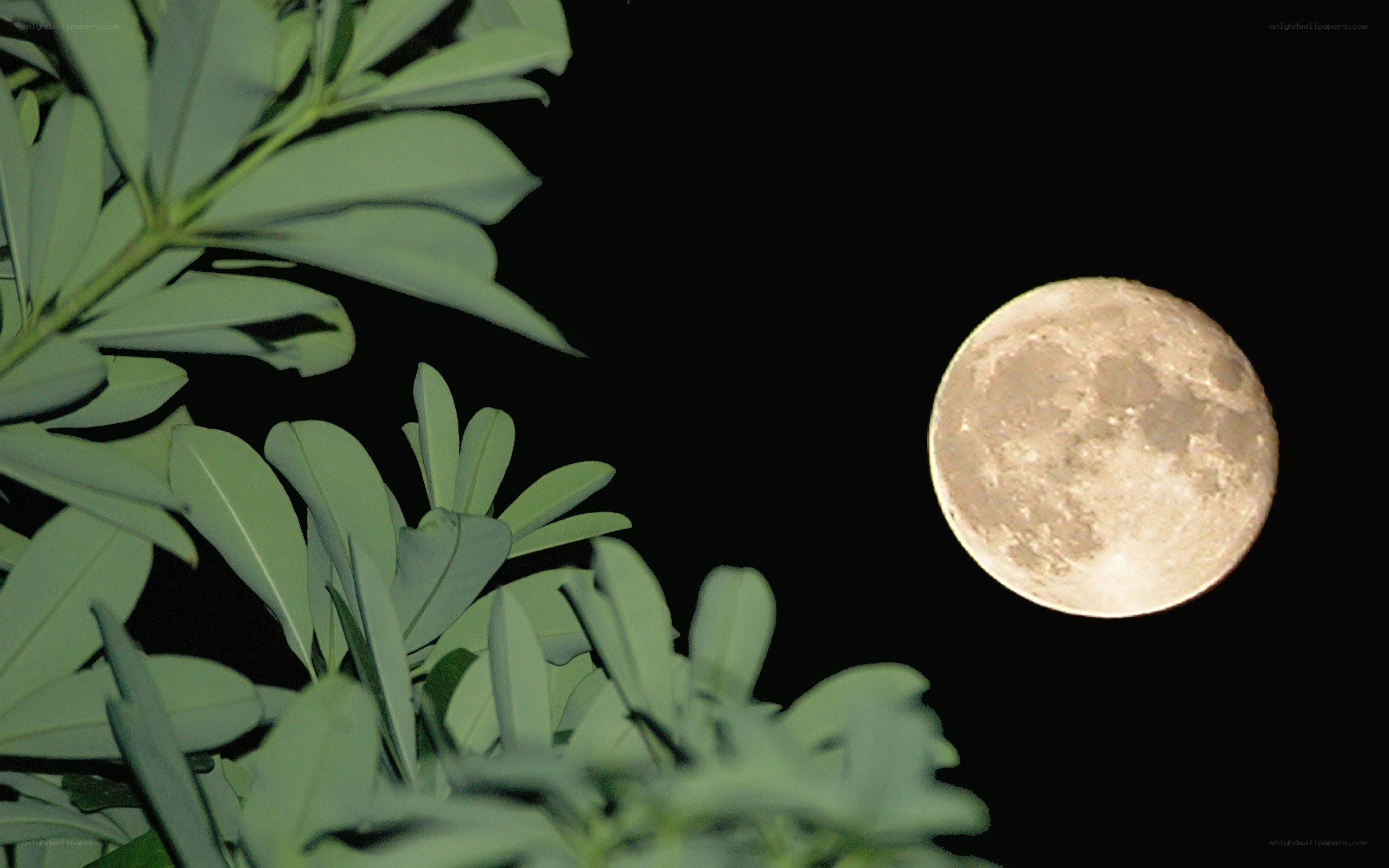 Moon over green leaves