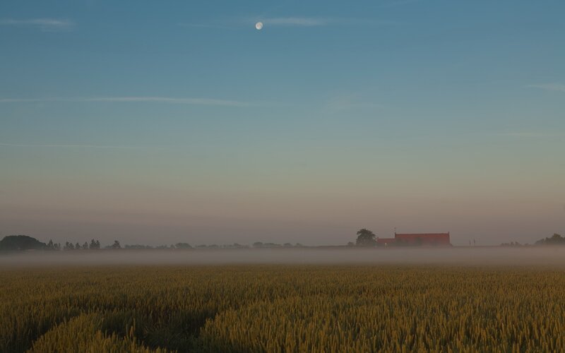Moon over misty wheat field
