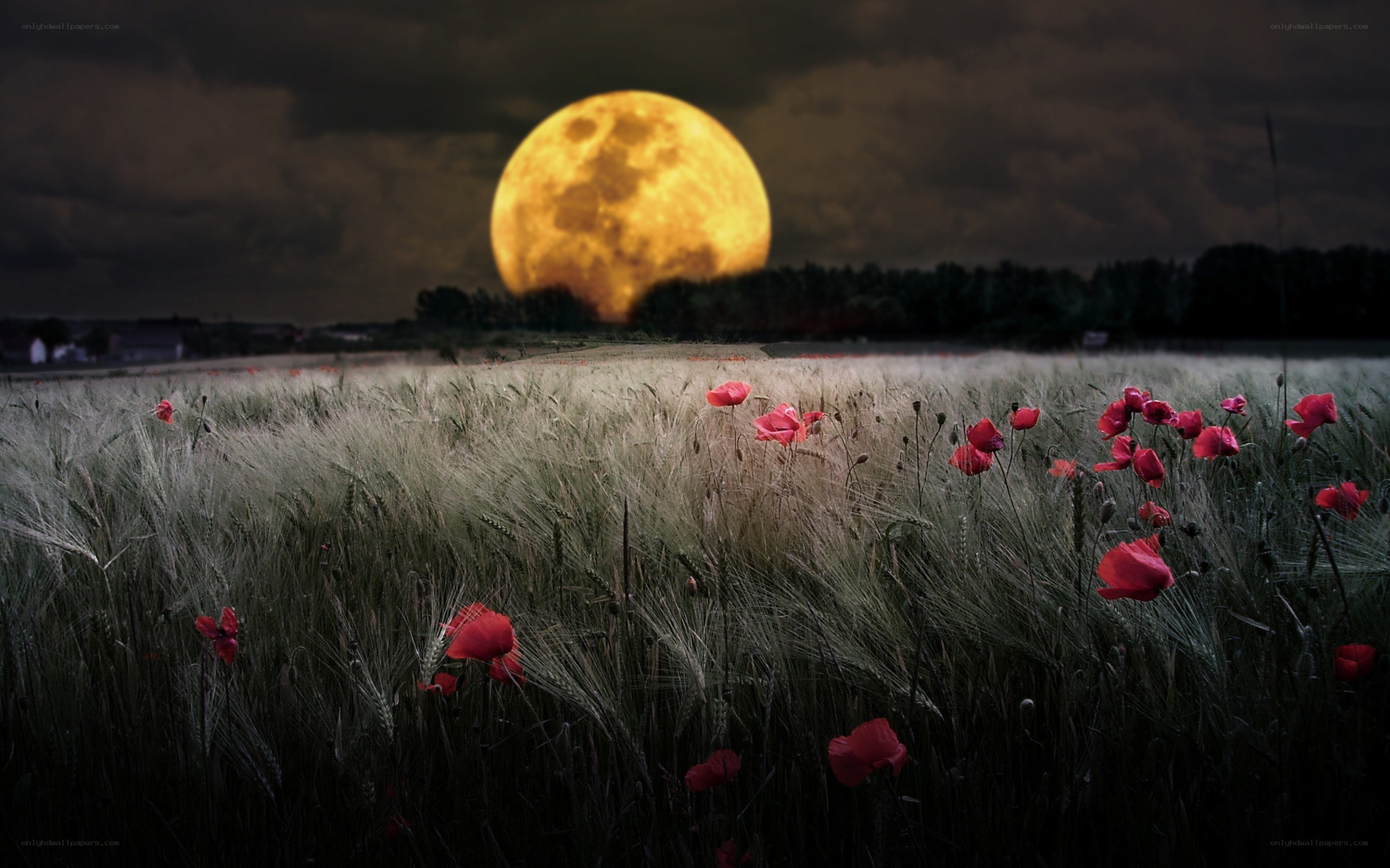 Moon over poppy field