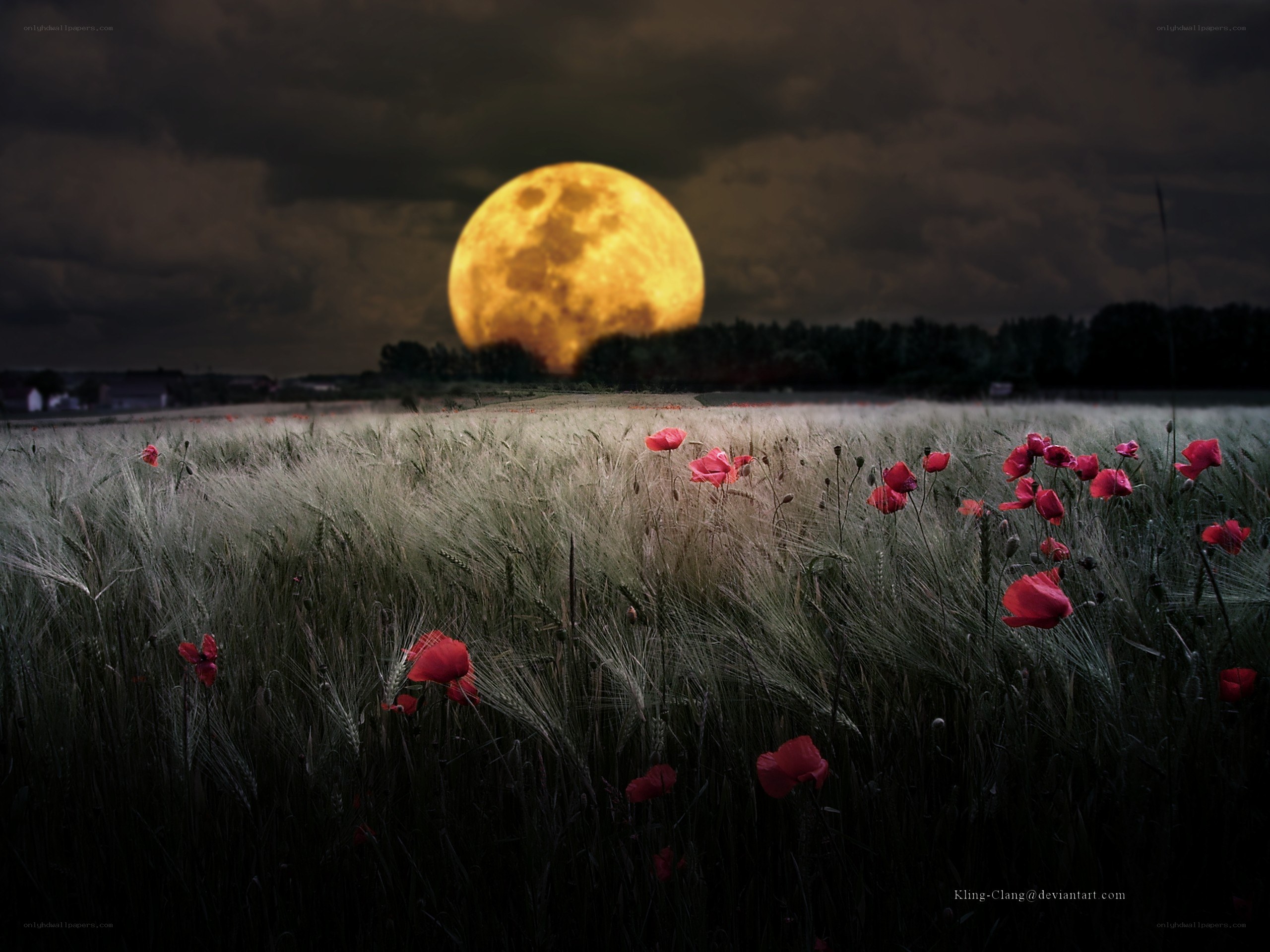 Moon over poppy field