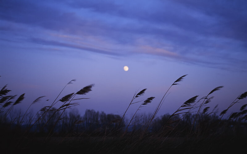 Moon over reeds at dusk
