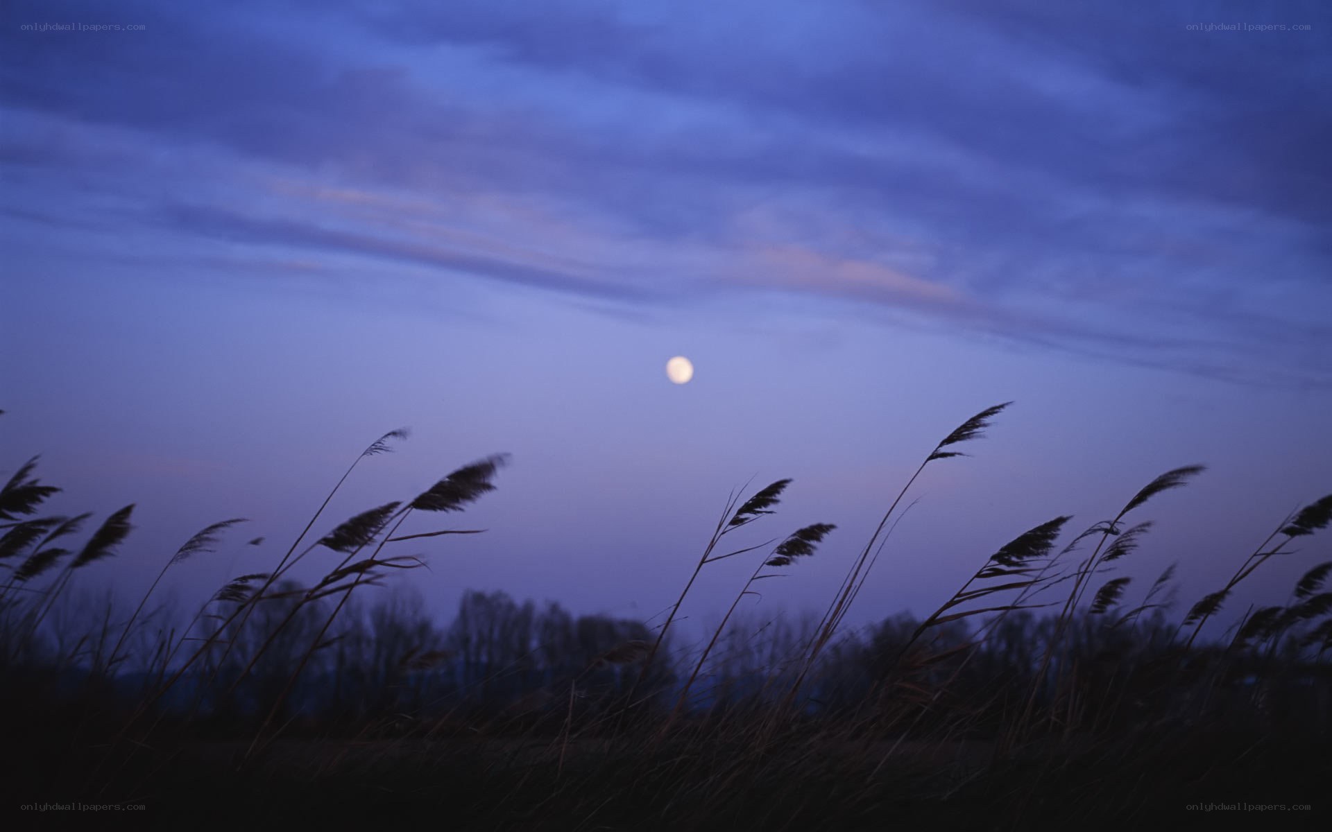 Moon over reeds at dusk