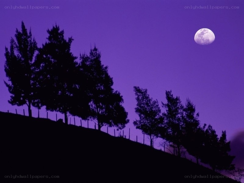 Moon over silhouetted trees