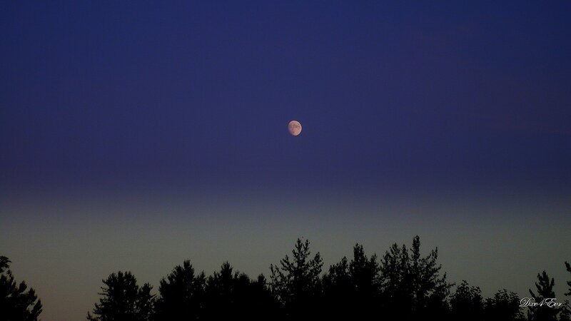 Moon over silhouetted trees