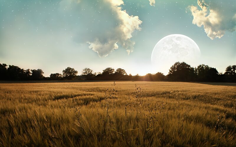 Moon over wheat field