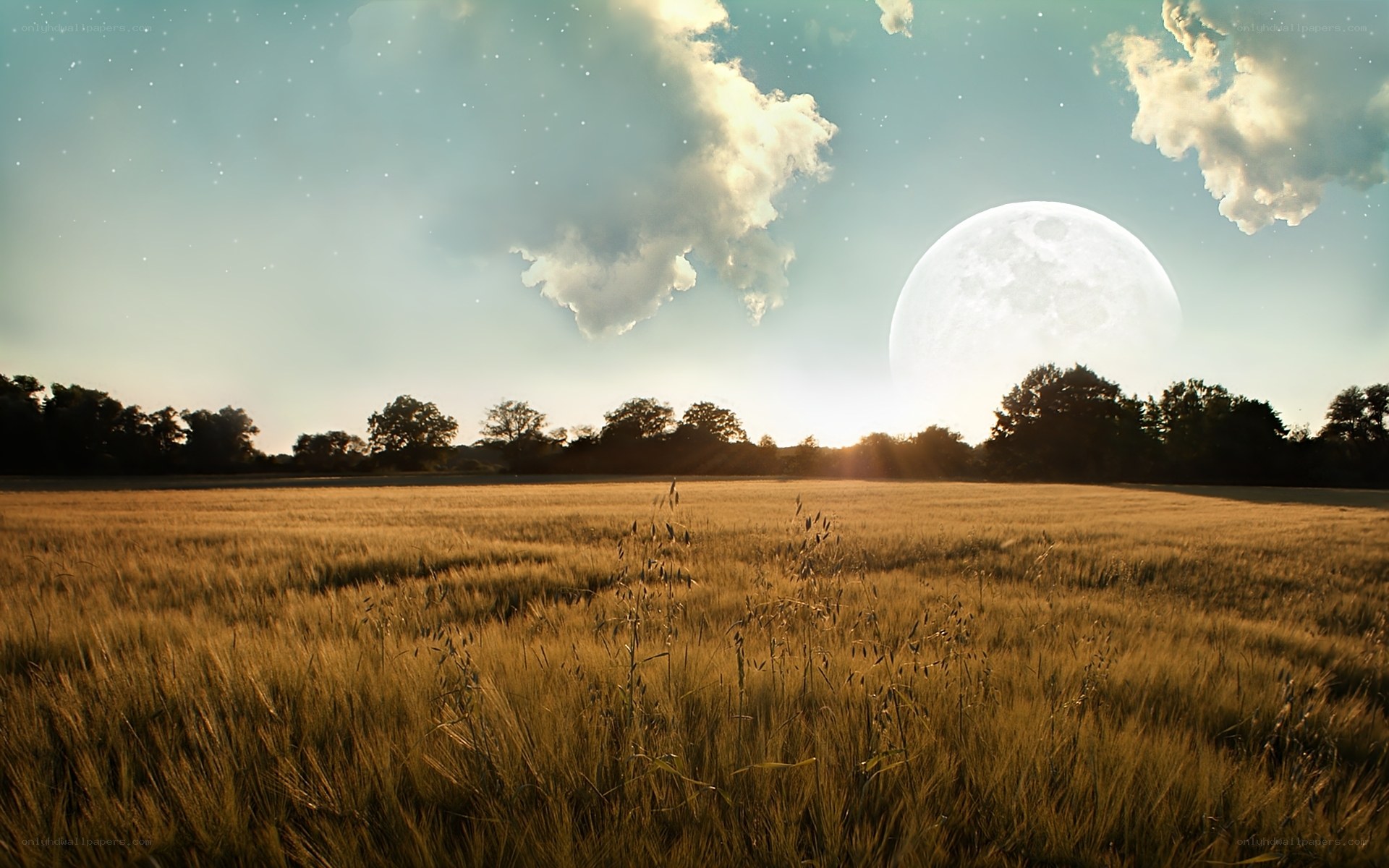 Moon over wheat field