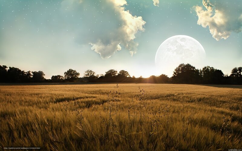 Moon over wheat field