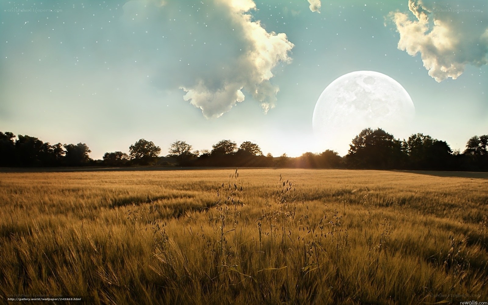 Moon over wheat field