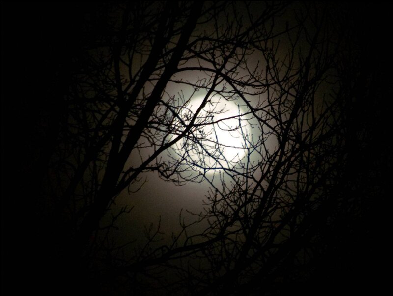 Moon through bare branches