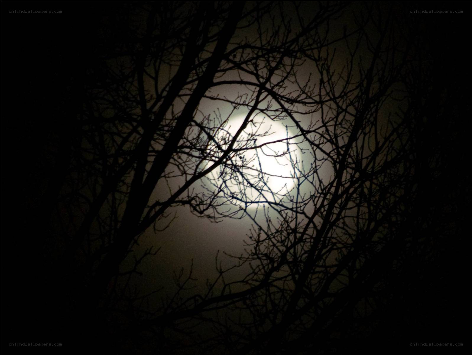 Moon through bare branches