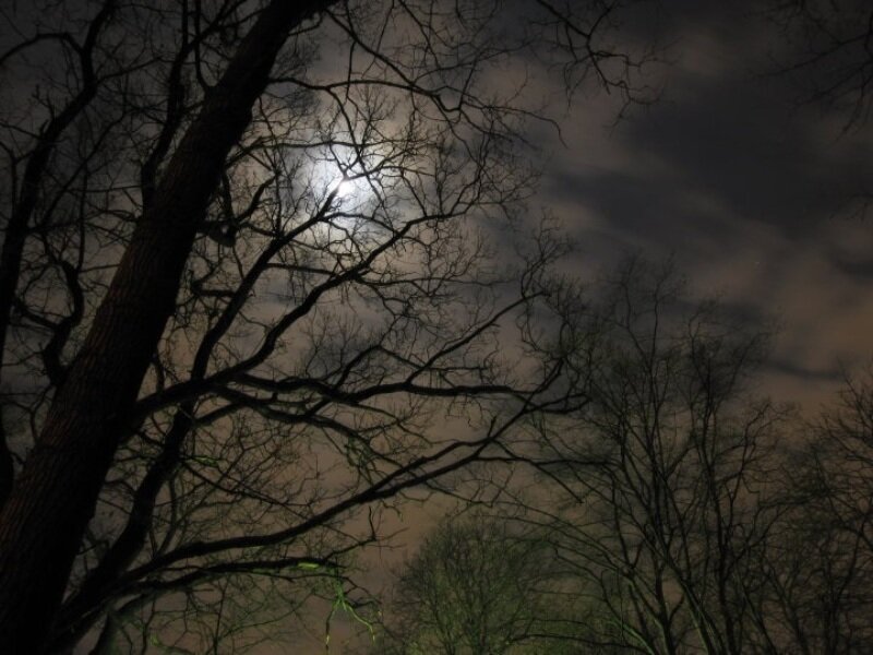 Moon Through Bare Branches — Black