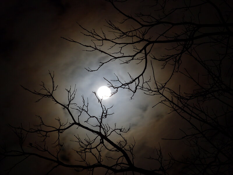 Moon through bare branches