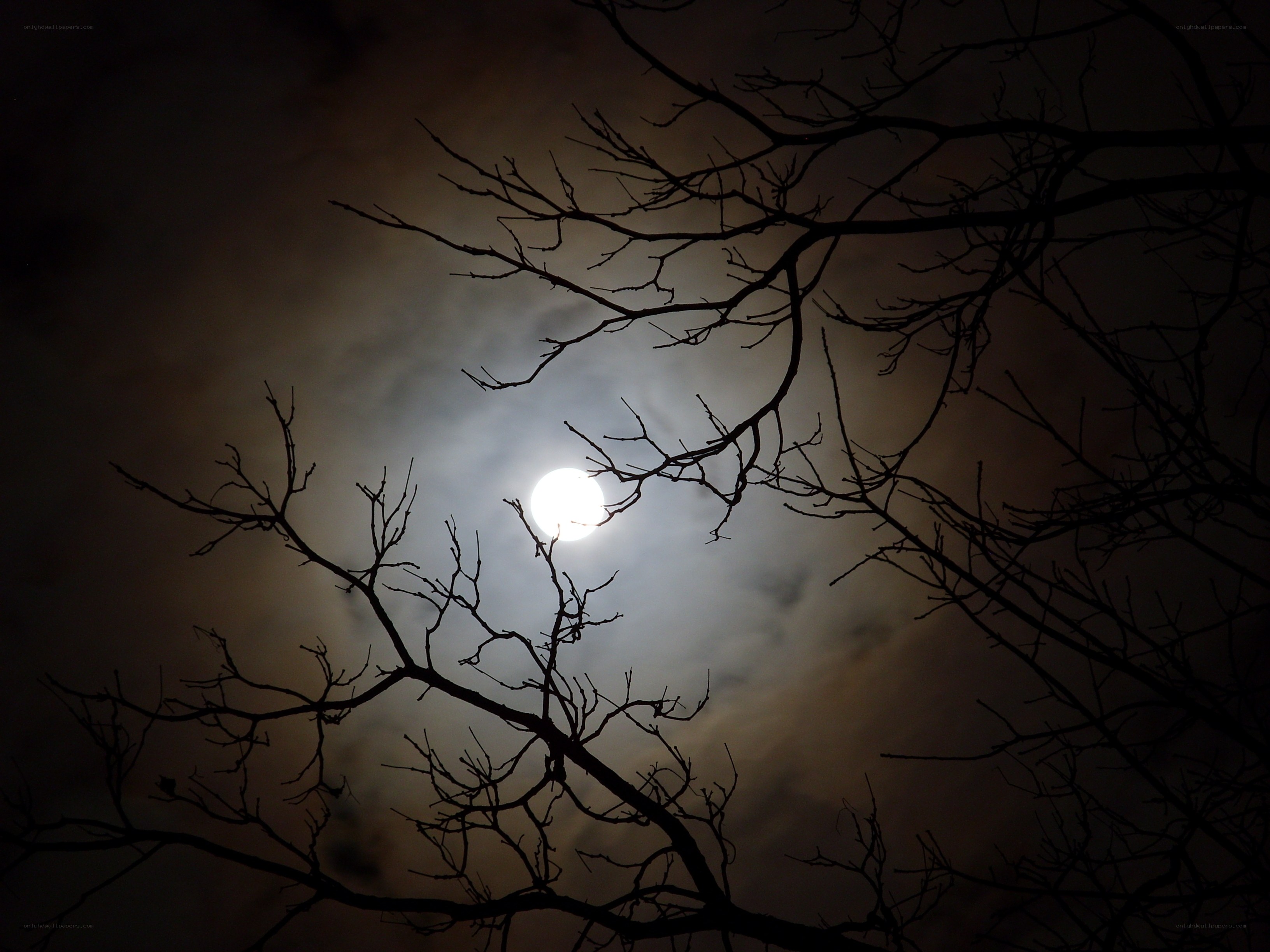 Moon through bare branches