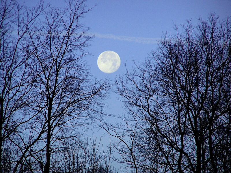 Moon through bare tree branches