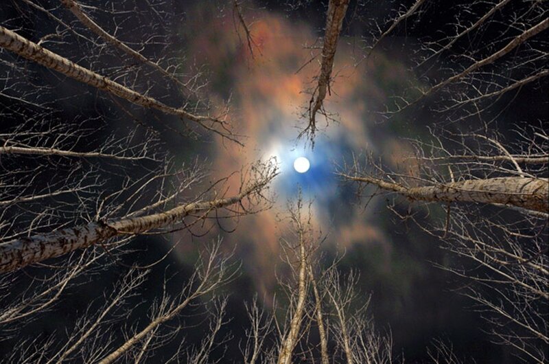 Moon through bare trees