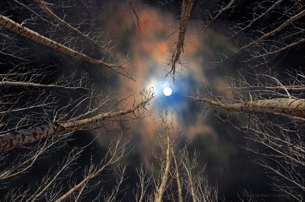 Moon through bare trees