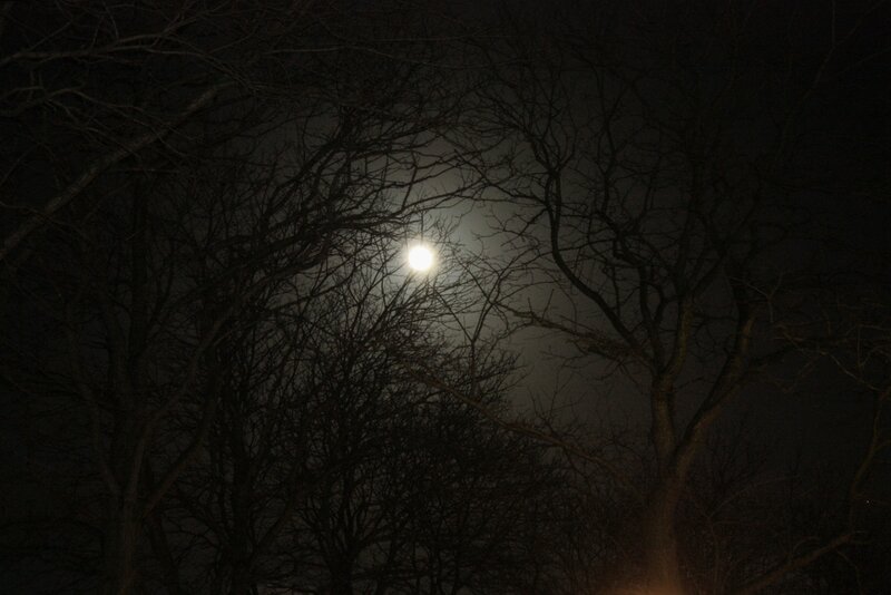 Moon Through Bare Trees — Black, Dark