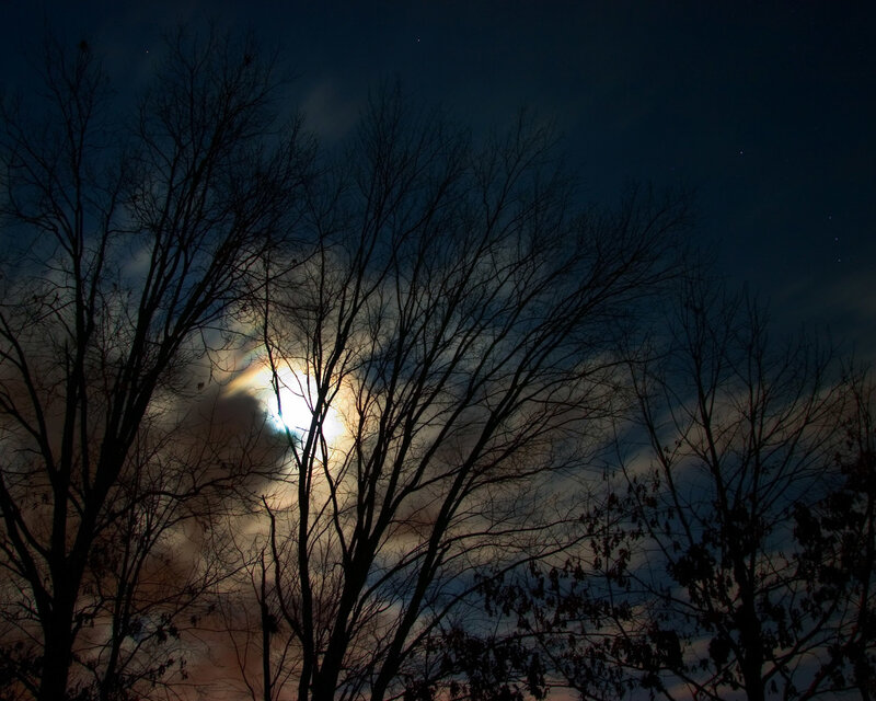 Moon Through Bare Trees — Black, Dramatic, Night, Photograph