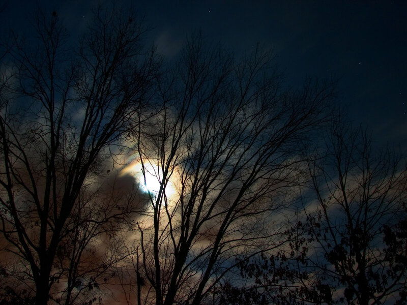 Moon Through Bare Trees — Black, Dramatic