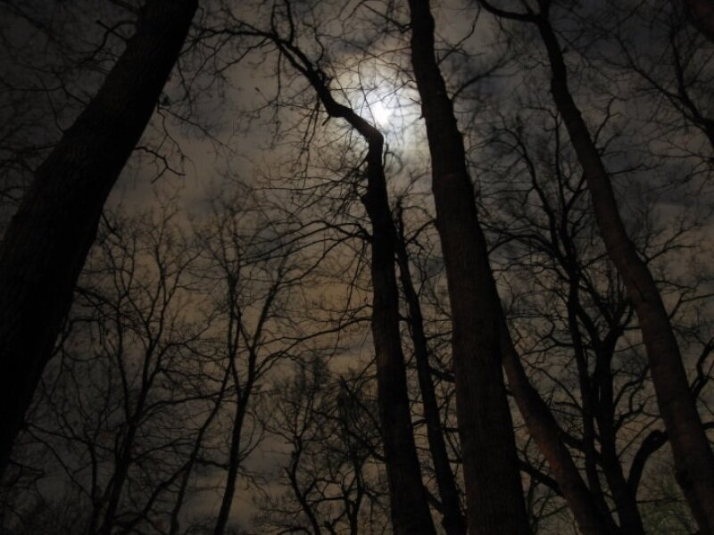 Moon Through Bare Trees — Black