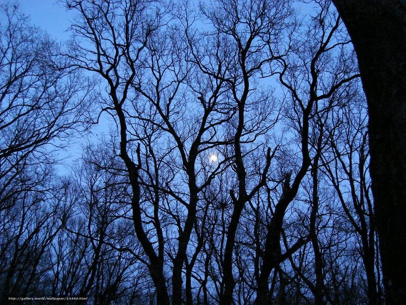 Moon through bare trees