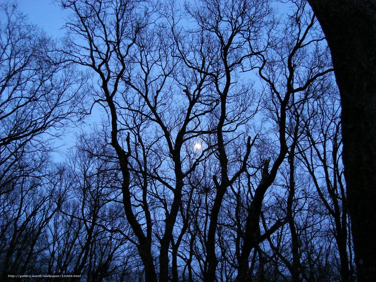 Moon through bare trees