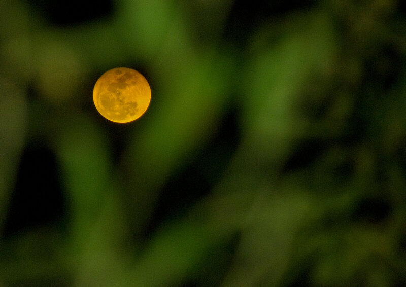 Moon through foliage