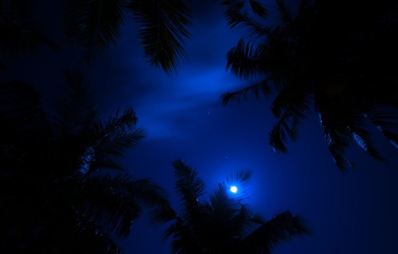 Moon Through Palm Trees