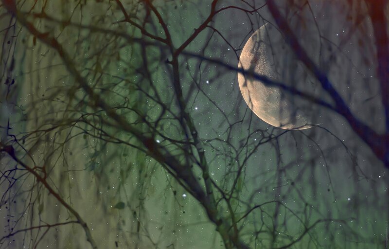 Moon through tree branches