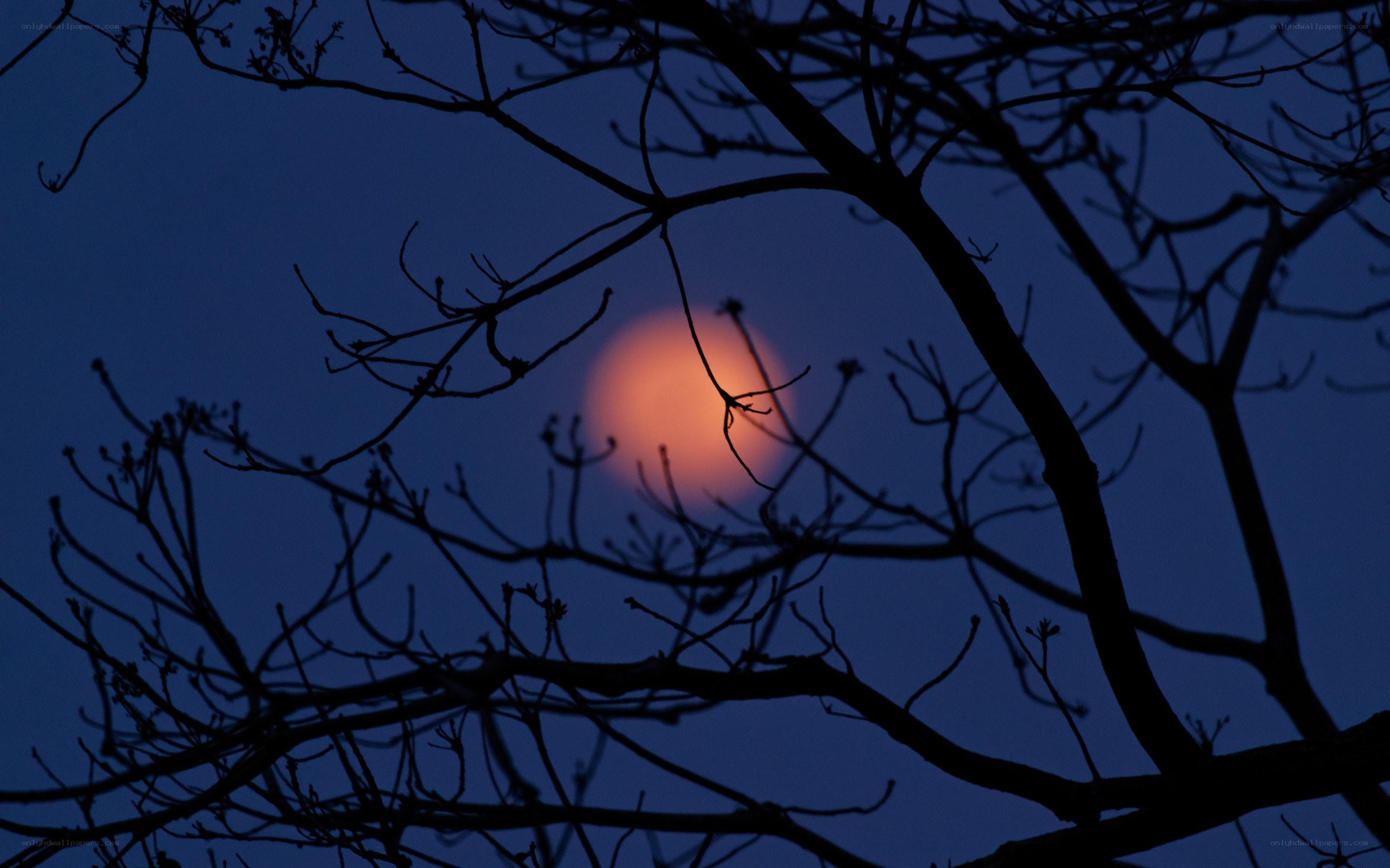 Moon through tree branches