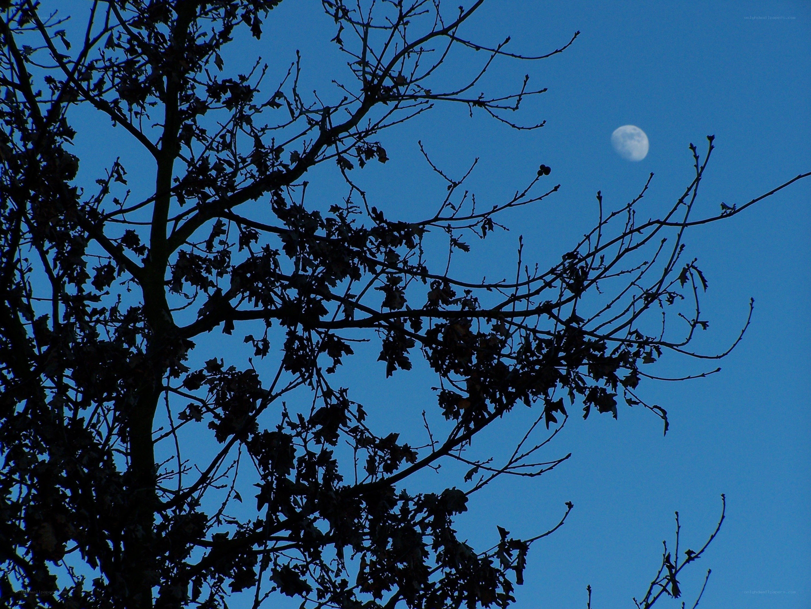 Moon through tree branches