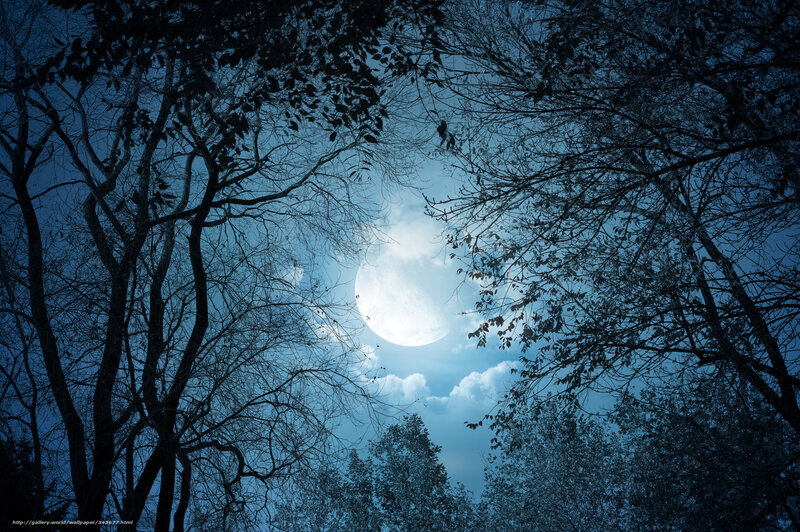 Moon through tree branches