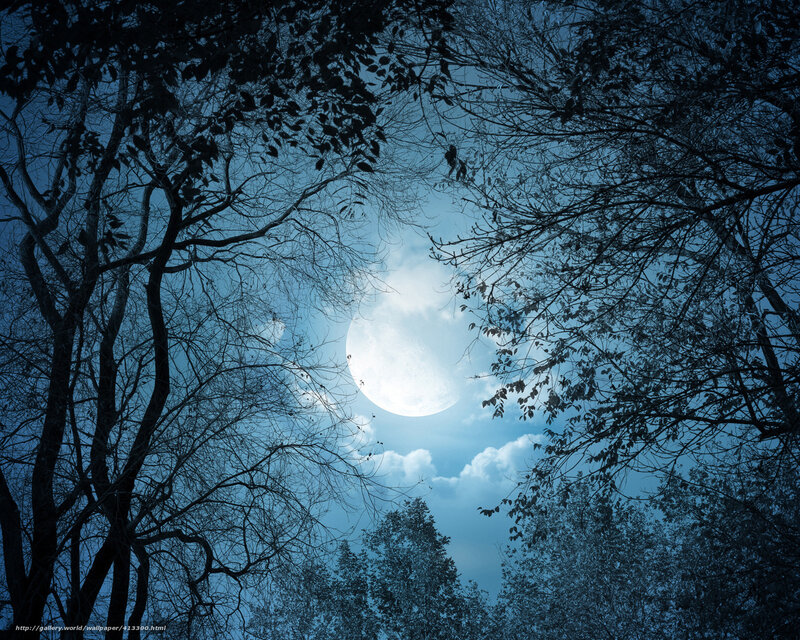 Moon through tree branches