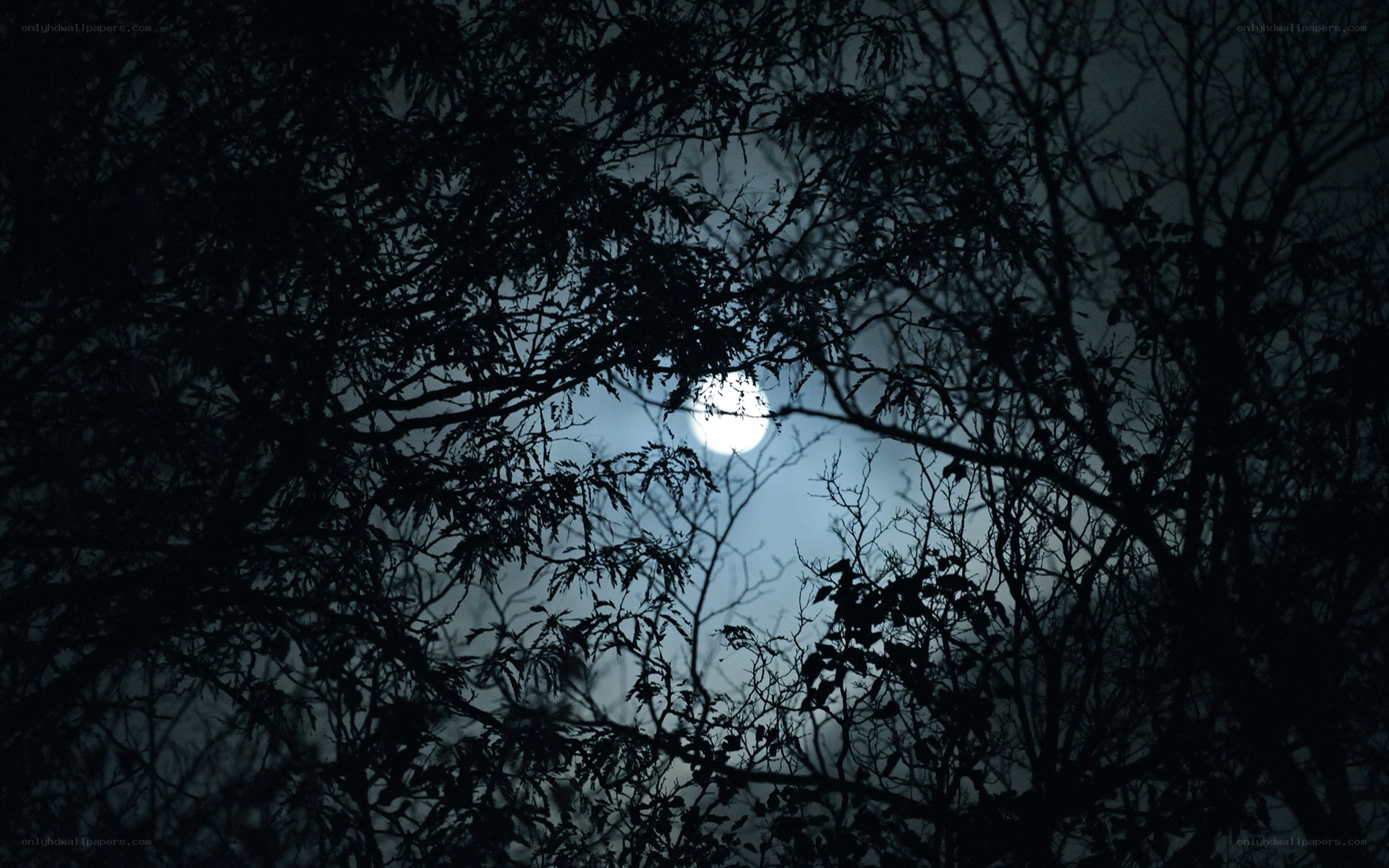 Moon through tree branches