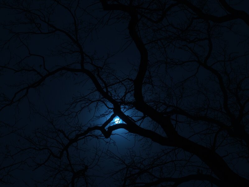 Moon through tree branches