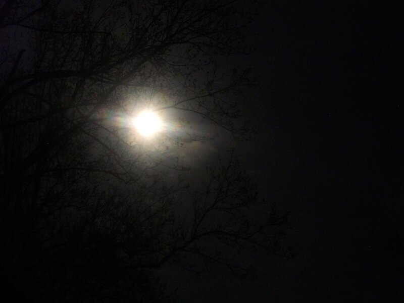Moon Through Tree Branches — Black, Dark, Night, Photograph, Tree Branches